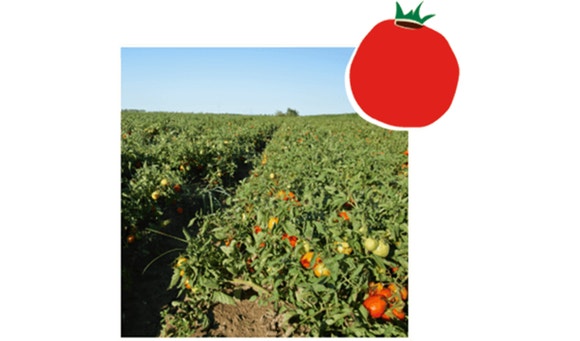 Auf der Farm
